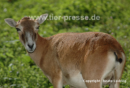 Mufflon, Wildschaf, Muffelwild / Mouflon
