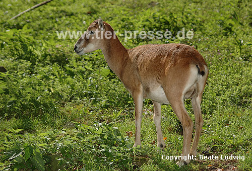 Mufflon, Wildschaf, Muffelwild / Mouflon