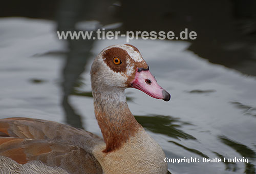 Nilgans / Egyptian goose / Alopochen aegyptiacus