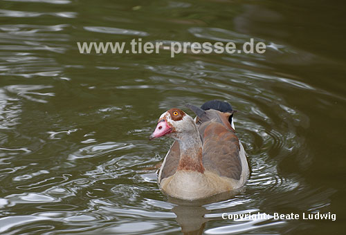 Nilgans / Egyptian goose / Alopochen aegyptiacus