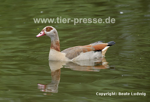 Nilgans / Egyptian goose / Alopochen aegyptiacus