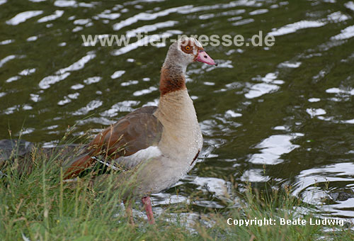 Nilgans / Egyptian goose / Alopochen aegyptiacus