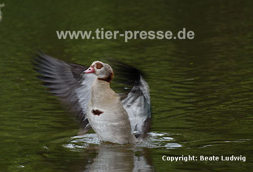 Nilgans, Flgel schlagend / Egyptian goose / Alopochen aegyptiacus