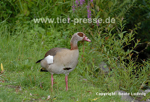 Nilgans auf Wiese / Egyptian goose / Alopochen aegyptiacus
