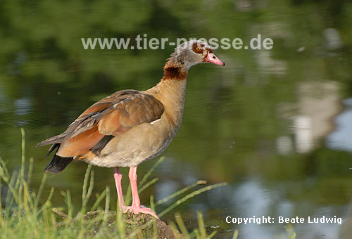 Nilgans am Ufer / Egyptian goose, bank / Alopochen aegyptiacus