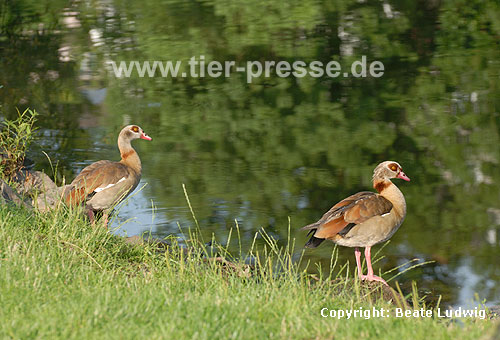 Nilgnse am Ufer / Egyptian geese, bank / Alopochen aegyptiacus
