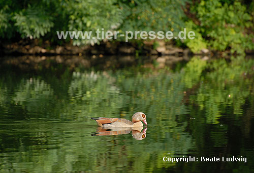 Nilgans / Egyptian goose / Alopochen aegyptiacus