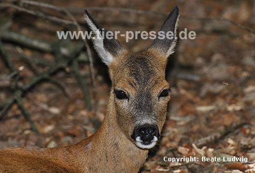 Reh / Roe deer / Capreolus capreolus