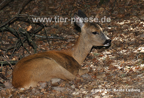 Reh / Roe deer / Capreolus capreolus