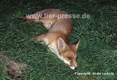Rotfuchs, junger Rüde / Red fox, young male / Vulpes vulpes
