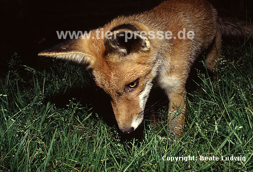 Rotfuchs, junger Rüde / Red fox, young male / Vulpes vulpes