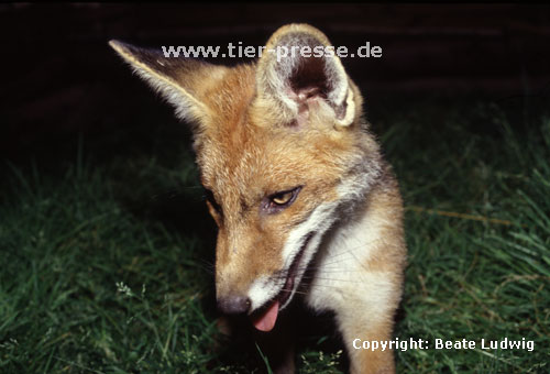 Rotfuchs, junger Rüde / Red fox, young male / Vulpes vulpes