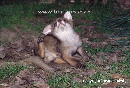 Rotfuchs, junger Rüde kratzt sich / Red fox, young male, scratching / Vulpes vulpes