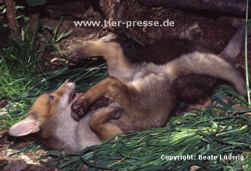 Rotfuchs, junger Rüde spielt / Red fox, young male, playing / Vulpes vulpes