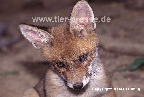 Rotfuchs, junger Rüde / Red fox, young male, playing / Vulpes vulpes