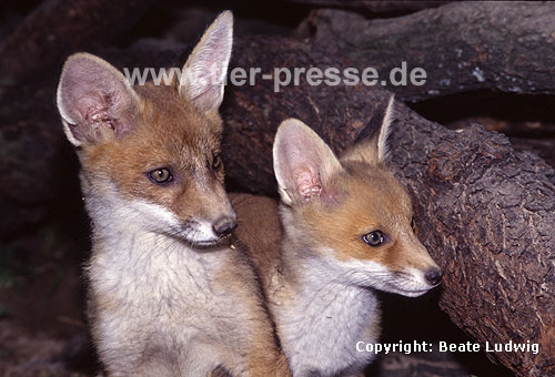 Rotfuchs, junger Rüde und junge Fähe / Red fox, young male and young female / Vulpes vulpes