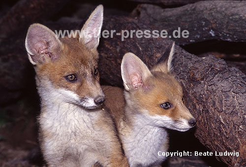 Rotfuchs, junger Rde und junge Fhe / Red fox, young male and young female / Vulpes vulpes