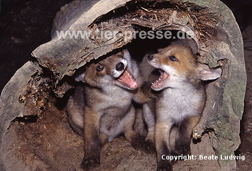 Rotfuchs, junger Rüde und junge Fähe beim Spielen, mit Spielgesicht / Red fox, young male and young female playing, showing open-mouth play-face / Vulpes vulpes