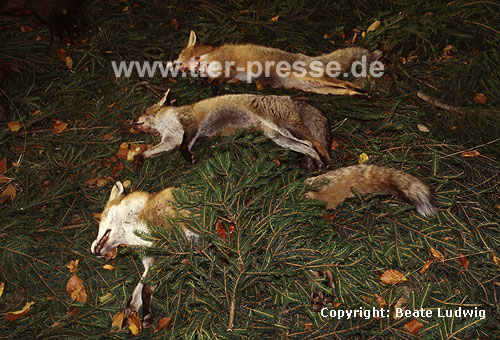 Rotfchse, auf Treibjagd erlegt / Red foxes, killed by hunters / Vulpes vulpes