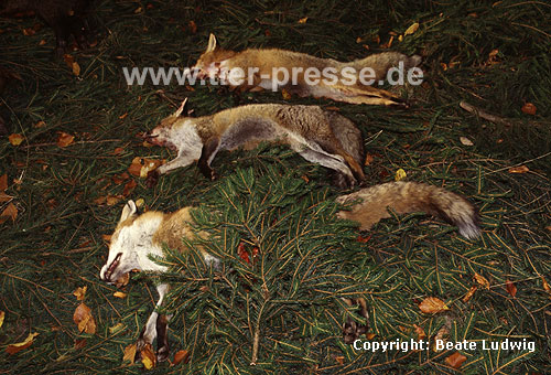 Rotfüchse, auf Treibjagd erlegt / Red foxes, killed by hunters / Vulpes vulpes