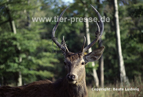 Rothirsch / Red deer