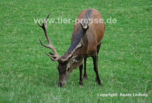 Rothirsch / Red deer