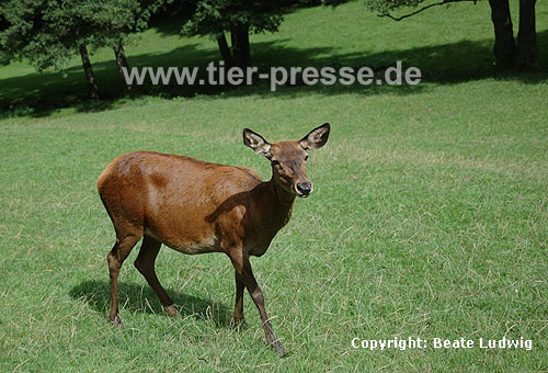 Rothirsch / Red deer