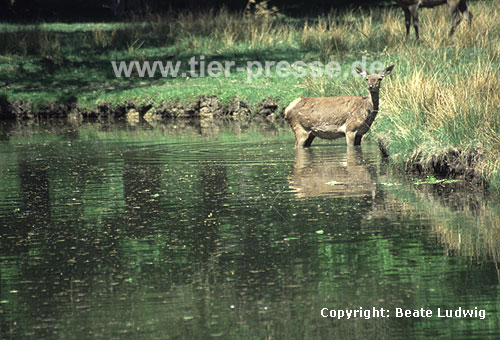 Rothirsch / Red deer