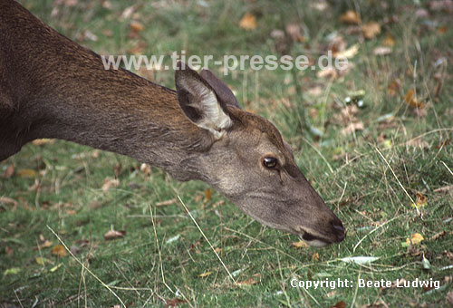 Rothirsch / Red deer