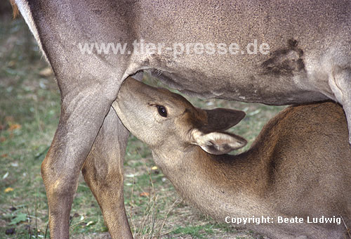 Rothirsch / Red deer