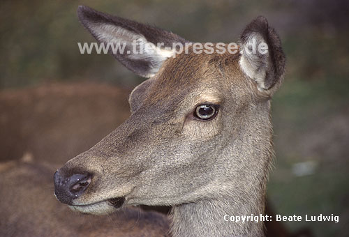 Rothirsch / Red deer