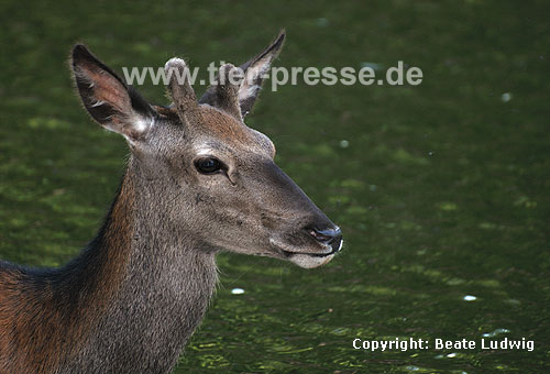 Rothirsch / Red deer