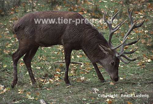 Sikahirsch / Sika deer, Japanese deer