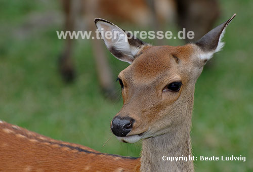 Sikahirsch / Sika deer, Japanese deer