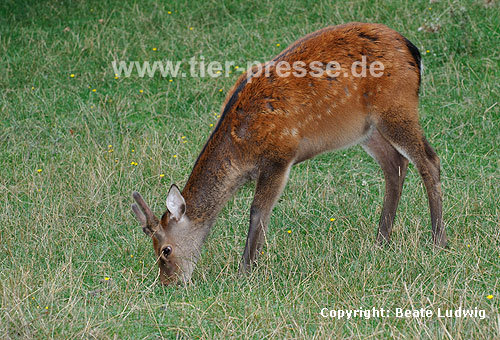 Sikahirsch / Sika deer, Japanese deer