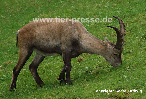 Steinbock / Ibex