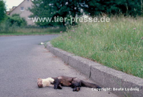 Steinmarder Verkehrsopfer / Beech marten killed by a car