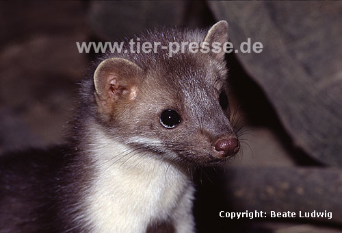 Steinmarder / Beech marten, Stone marten / Martes foina