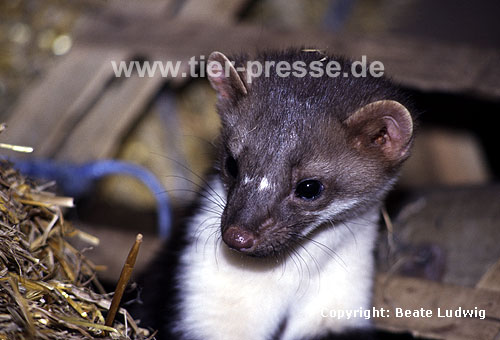 Steinmarder / Beech marten, Stone marten / Martes foina
