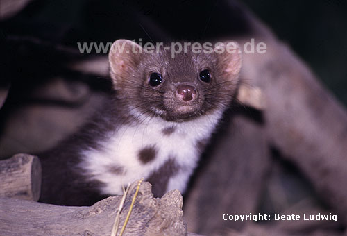 Steinmarder / Beech marten, Stone marten / Martes foina