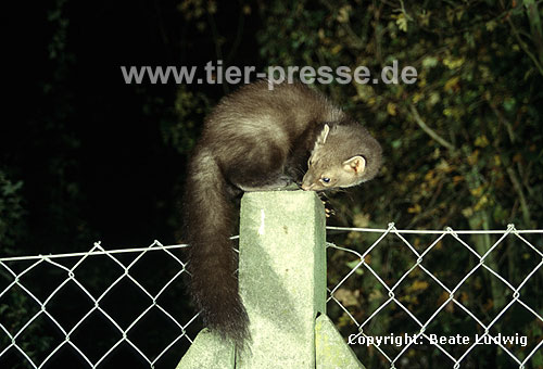 Steinmarder / Beech marten, Stone marten / Martes foina