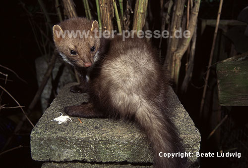 Steinmarder / Beech marten, Stone marten / Martes foina