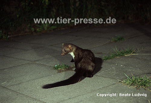Steinmarder / Beech marten, Stone marten / Martes foina