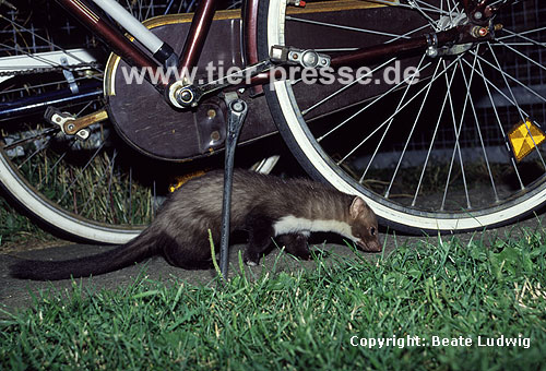 Steinmarder / Beech marten, Stone marten / Martes foina