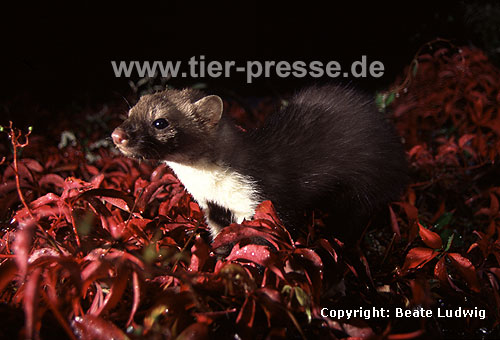 Steinmarder / Beech marten, Stone marten / Martes foina