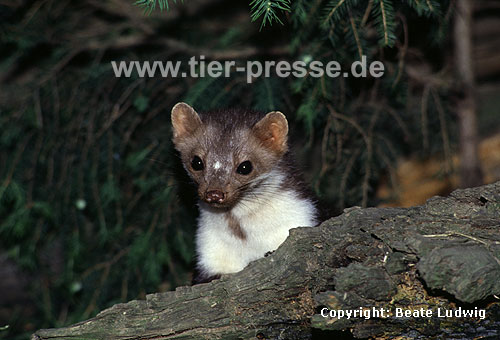 Steinmarder / Beech marten, Stone marten / Martes foina