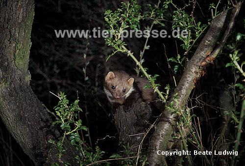Steinmarder / Beech marten, Stone marten / Martes foina