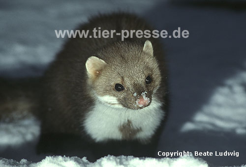 Steinmarder-Rde im Schnee / Beech marten, (male) in the snow / Martes foina