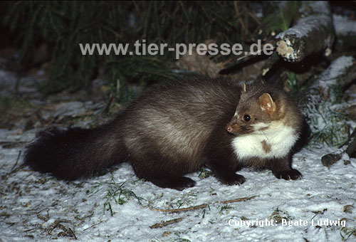 Steinmarder-F�he im Schnee / Beech marten, (female) in the snow / Martes foina