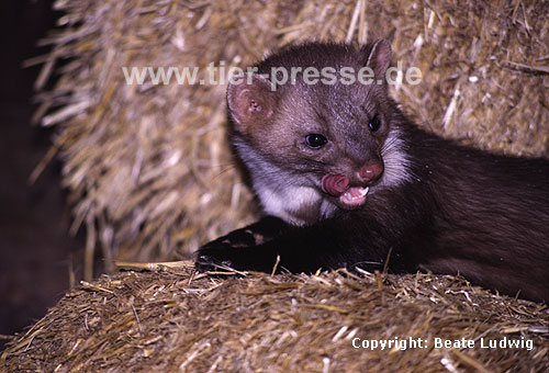 Steinmarder-R�de liegt im Stroh / Beech marten (male) lying on straw loft